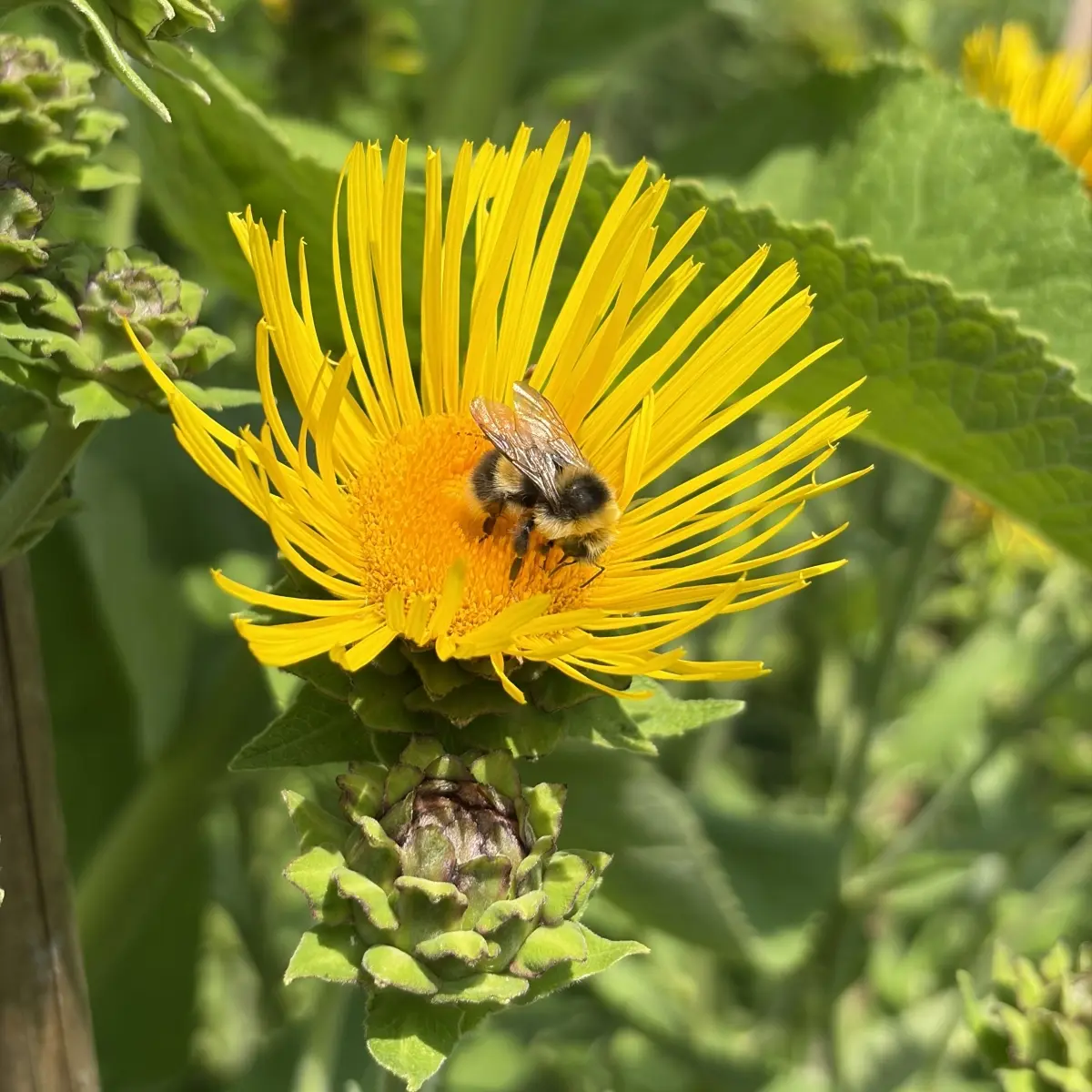 Inula helenium (Alant), geel bloeiend