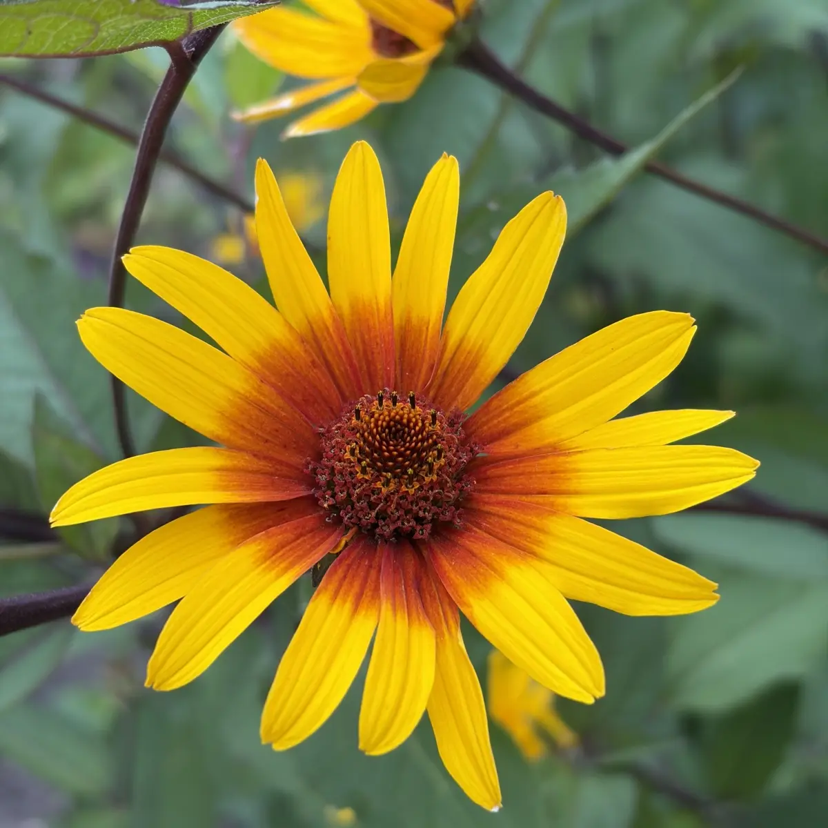 Heliopsis helianthoides scabra ‘Burning Hearts’ (Zonneoog), geel oranje rood bloeiend