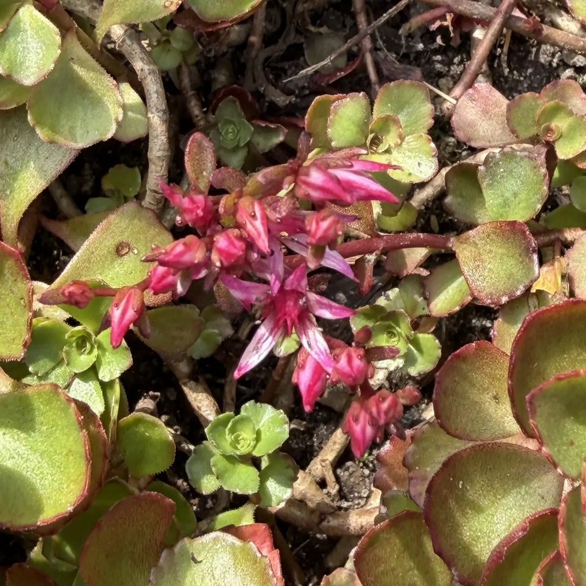 Sedum spurium ‘Fuldaglut’ (Vetkruid), rozerood bloeiend