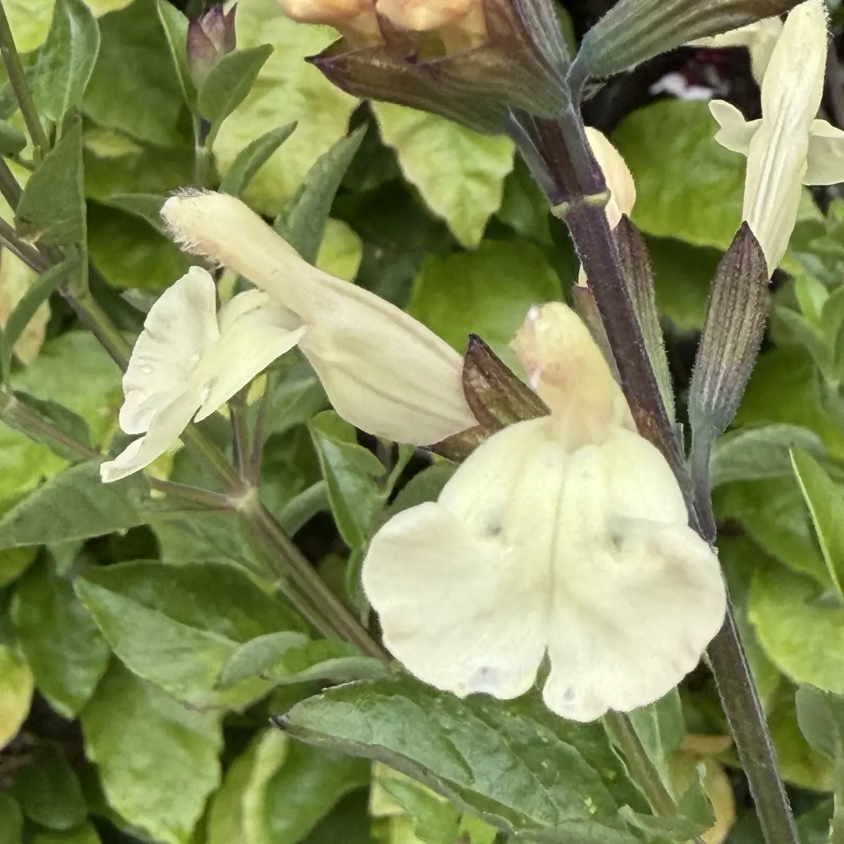 Salvia x jamensis 'Lucilla' (Salie), lichtgeel bloeiend