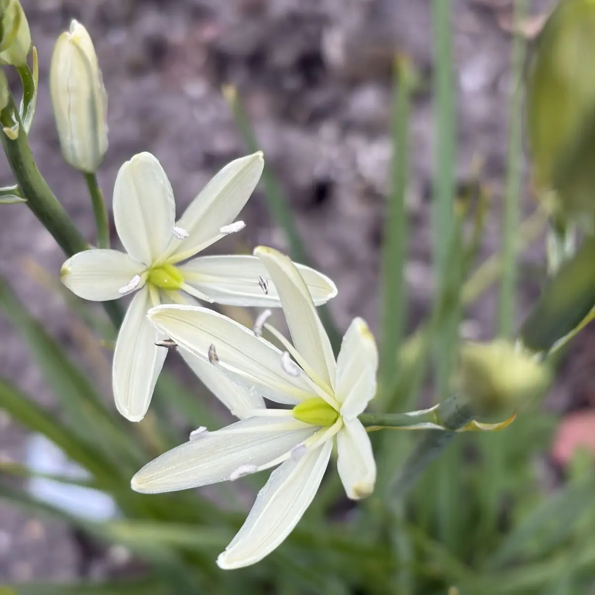 Anthericum liliago (Berg- of graslelie), wit bloeiend