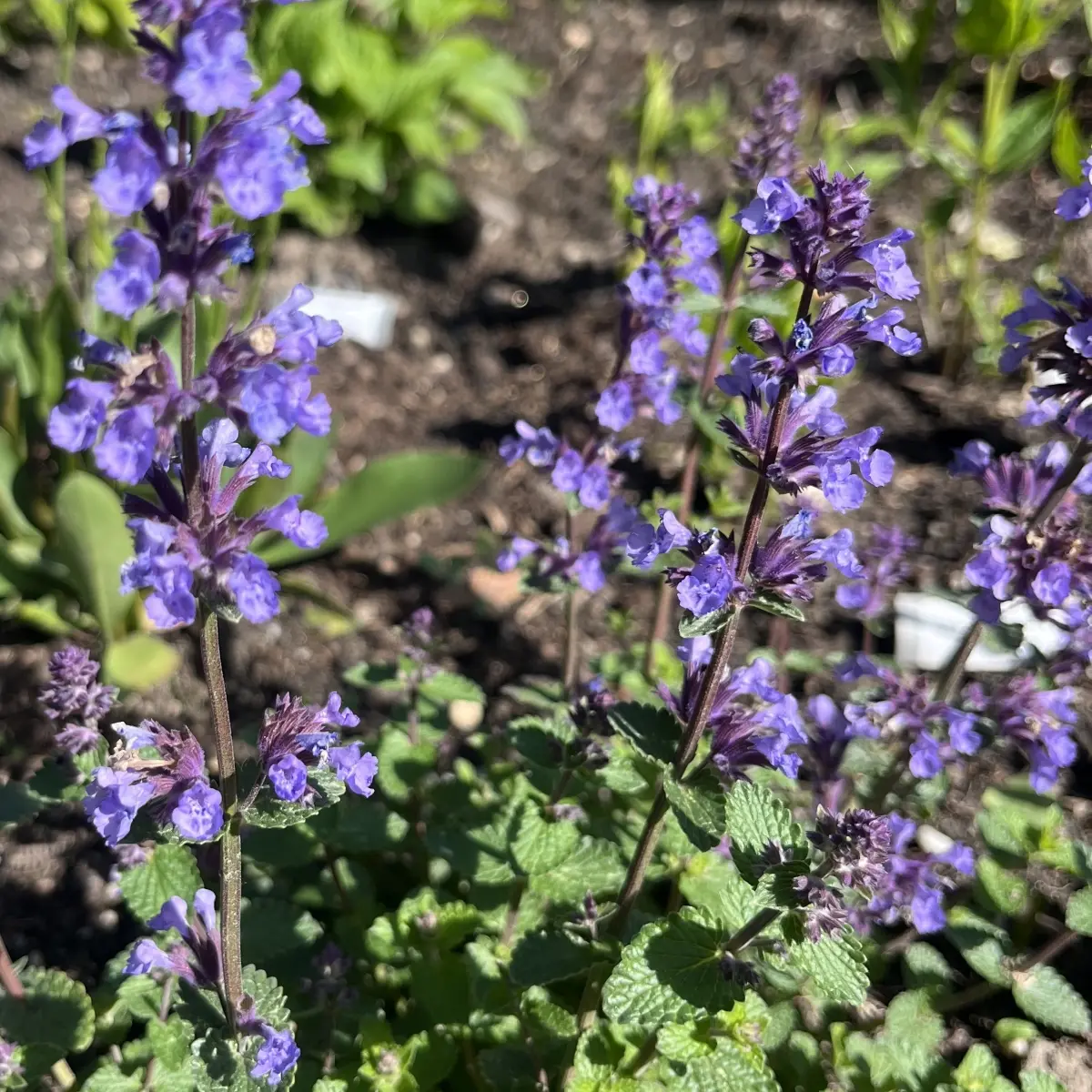 Nepeta ‘Cat’s Pajamas’ (Kattekruid), violetblauw bloeiend