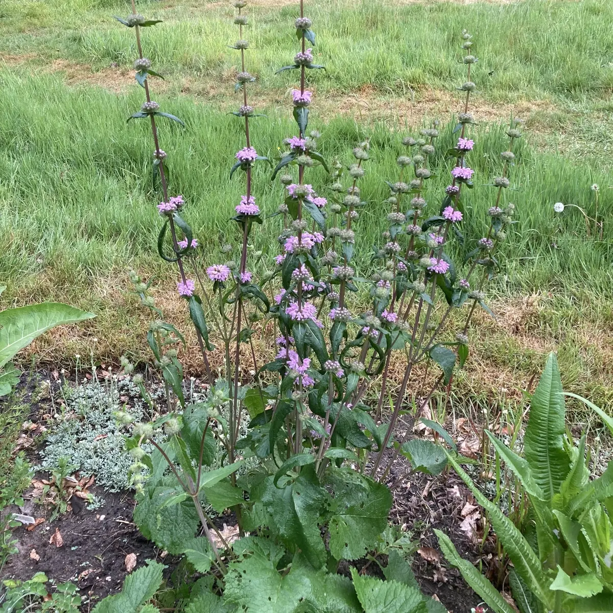 Phlomis tuberosa ‘Amazone’ (Brandkruid), roze bloeiend