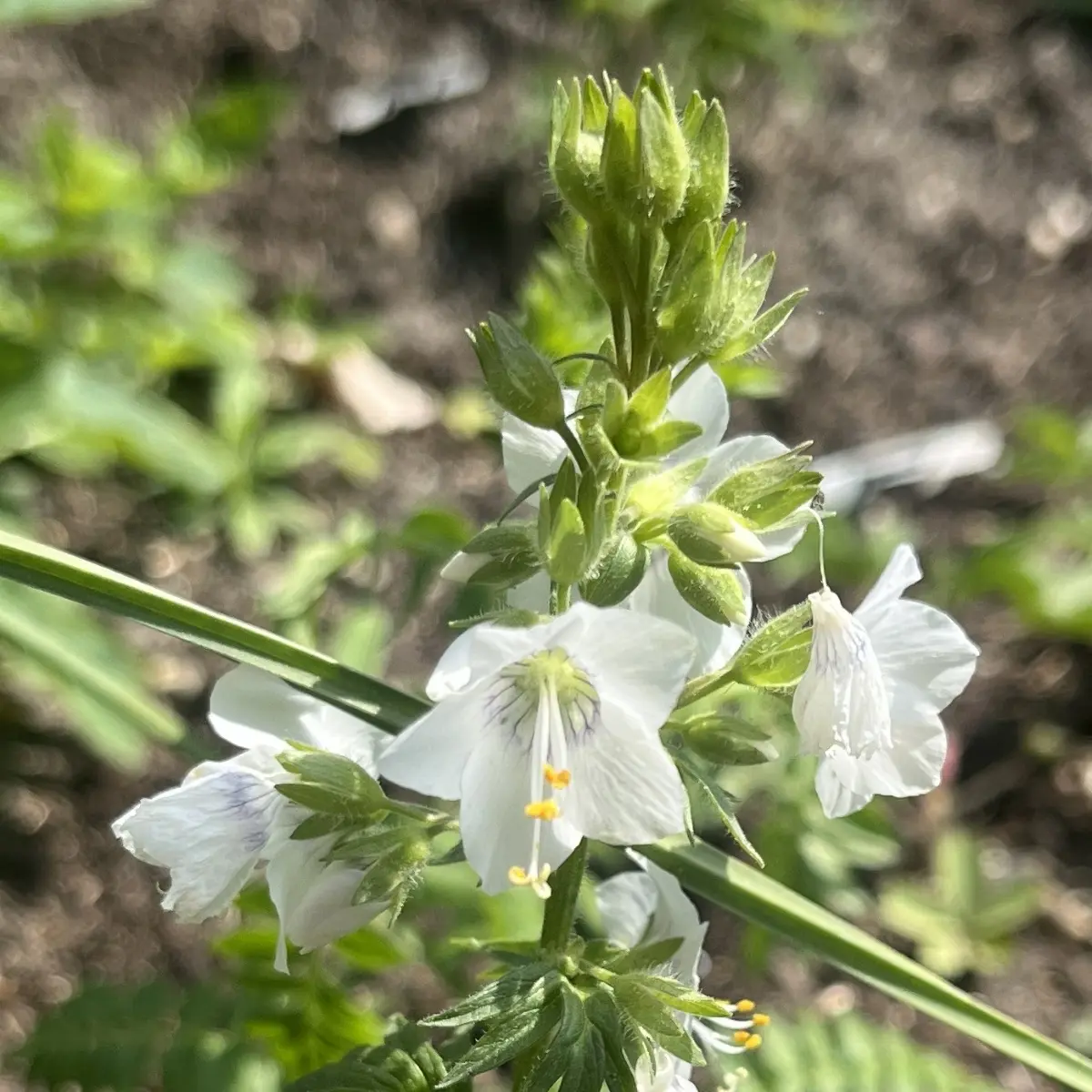 Polemonium caeruleum 'Album' (witte Jacobsladder), wit bloeiend