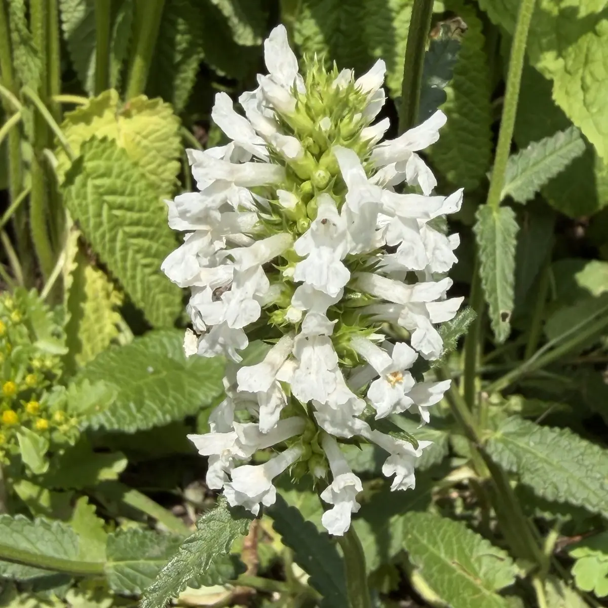 Stachys officinalis ‘Wisley White’ (Andoorn - ezelsoor), wit bloeiend