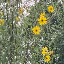 Helianthus orgyalis (Vaste zonnebloem), geel bloeiend