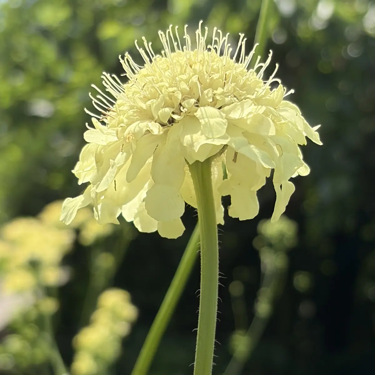 Cephalaria gigantea (Reuzenscabiosa), geel bloeiend