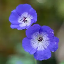 Geranium 'Johnson's Blue’ (Ooievaarsbek), blauw bloeiend