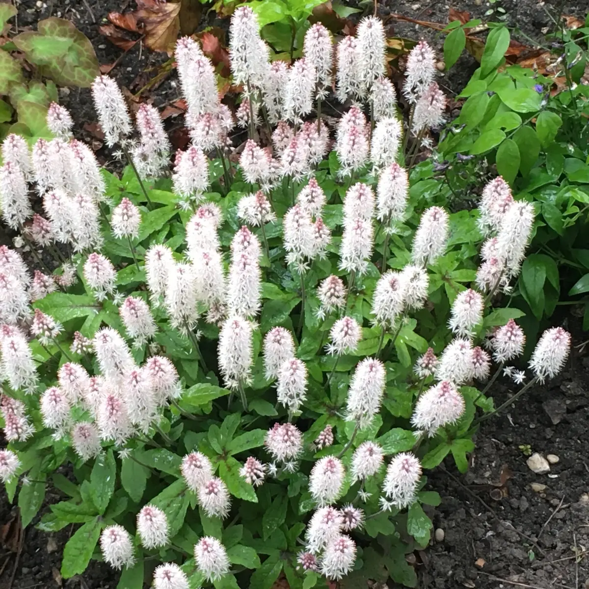 Tiarella ‘Happy Trails’ (Schuimbloem, Perzische muts), wit bloeiend