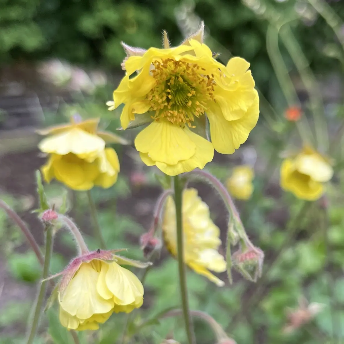 Geum ‘Lisanne’ (Nagelkruid), licht citroen geel bloeiend