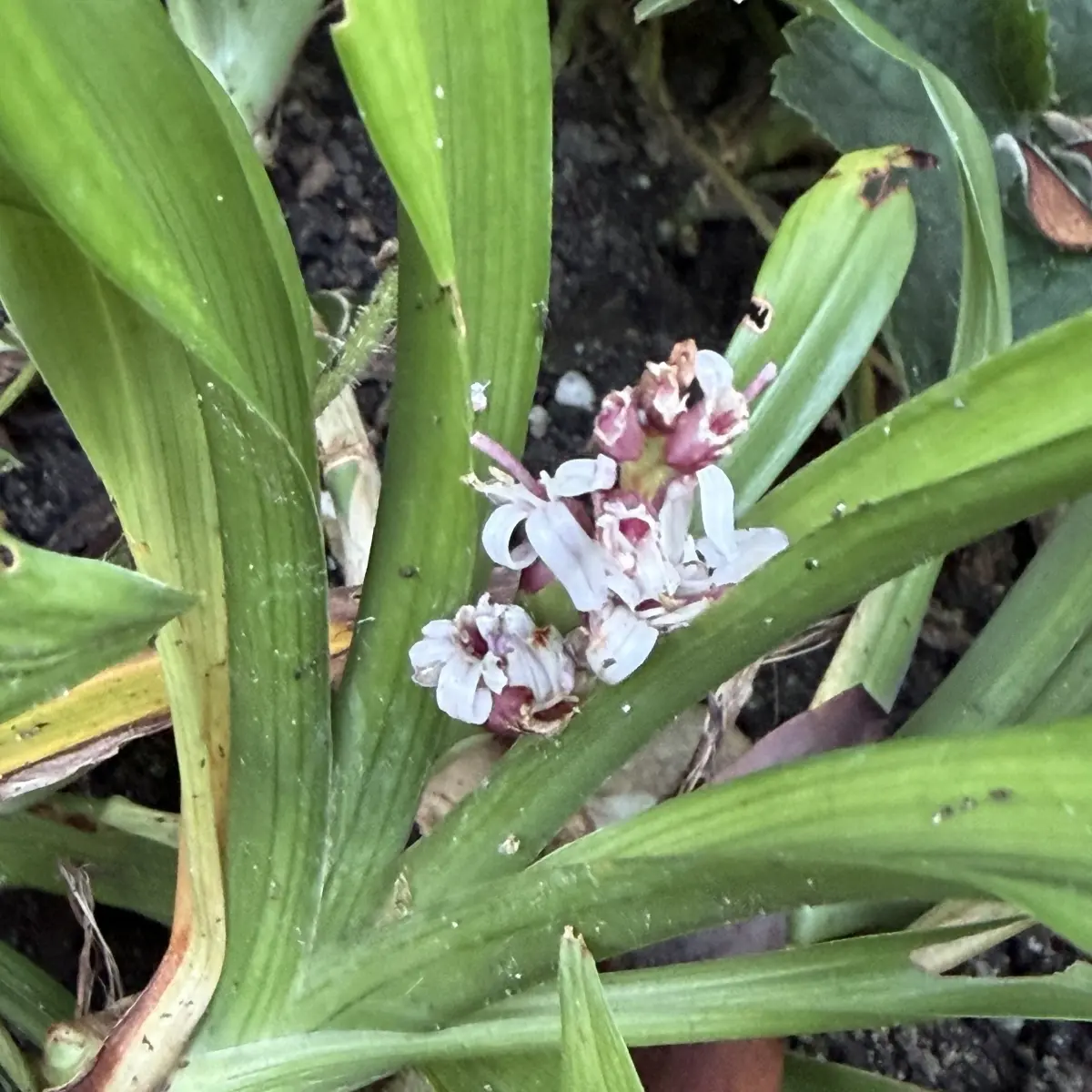 Reineckia carnea 'Crûgs Broadleaf' (Reineckia), roze bloeiend