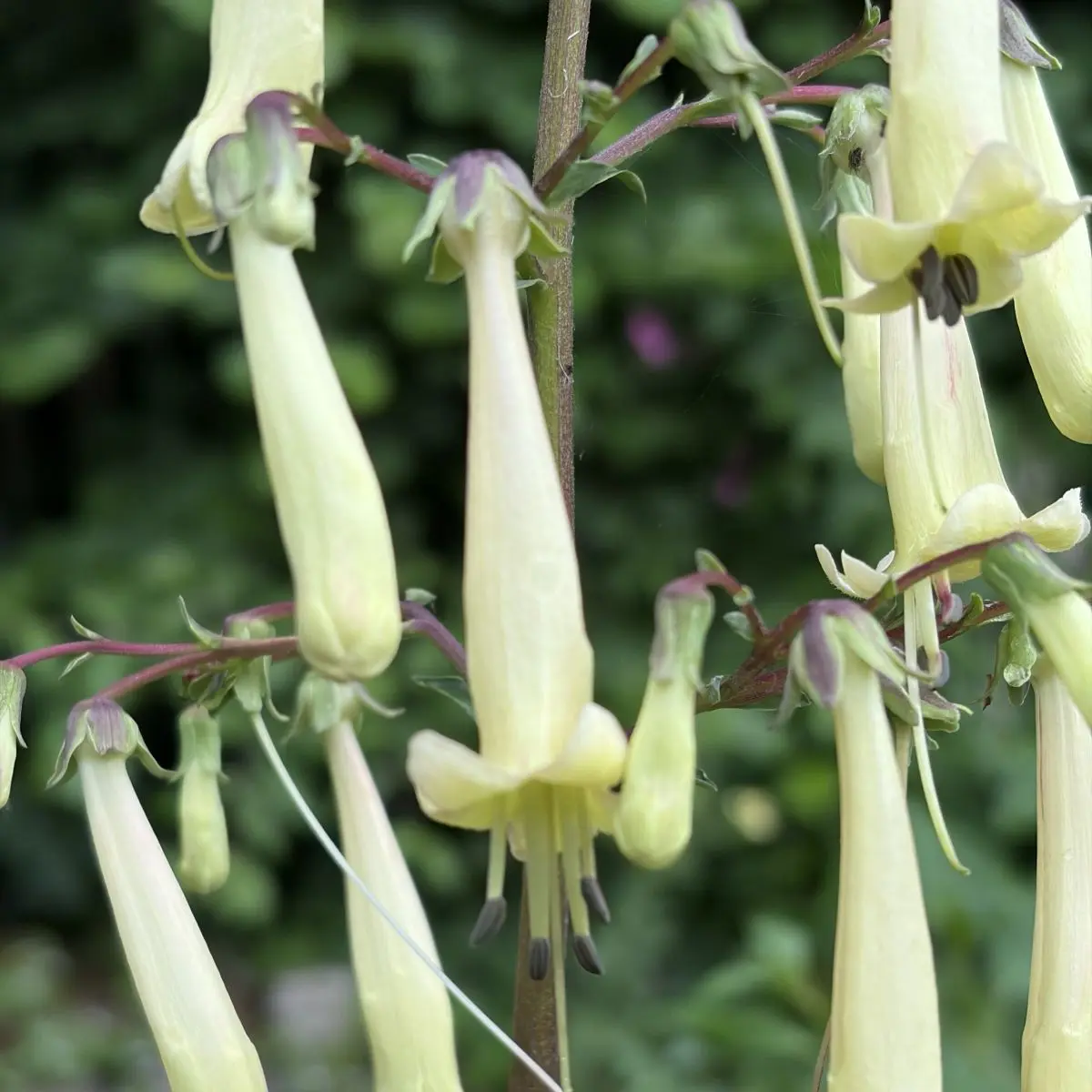 Phygelius x rectus ‘Lemon Teardrops’ (Kaapse fuchsia), zachtgeel bloeiend