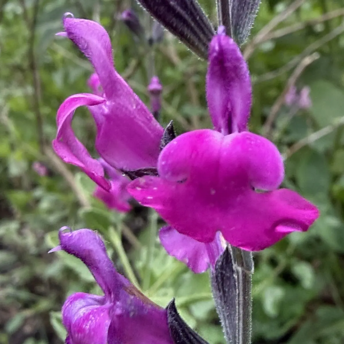 Salvia greggii ‘Arctic Blaze Purple’ (Salie), paarsblauw bloeiend