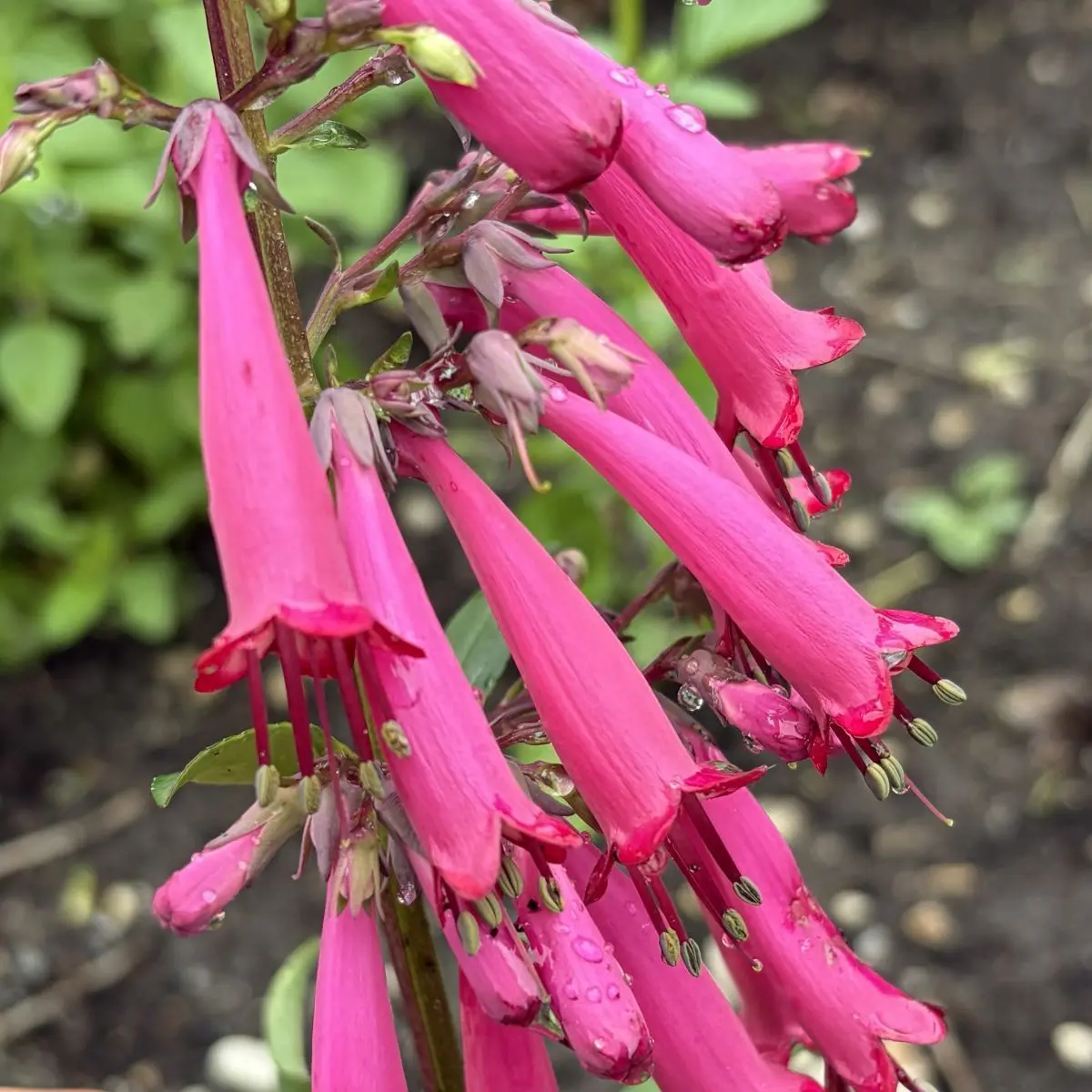 Phygelius x rectus ‘Cherry Ripe’ (Kaapse fuchsia), roze bloeiend