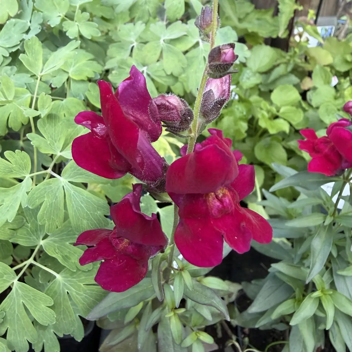 Anthirrhinum majus ‘Black Prince’ (Leeuwenbek), wijnrood bloeiend