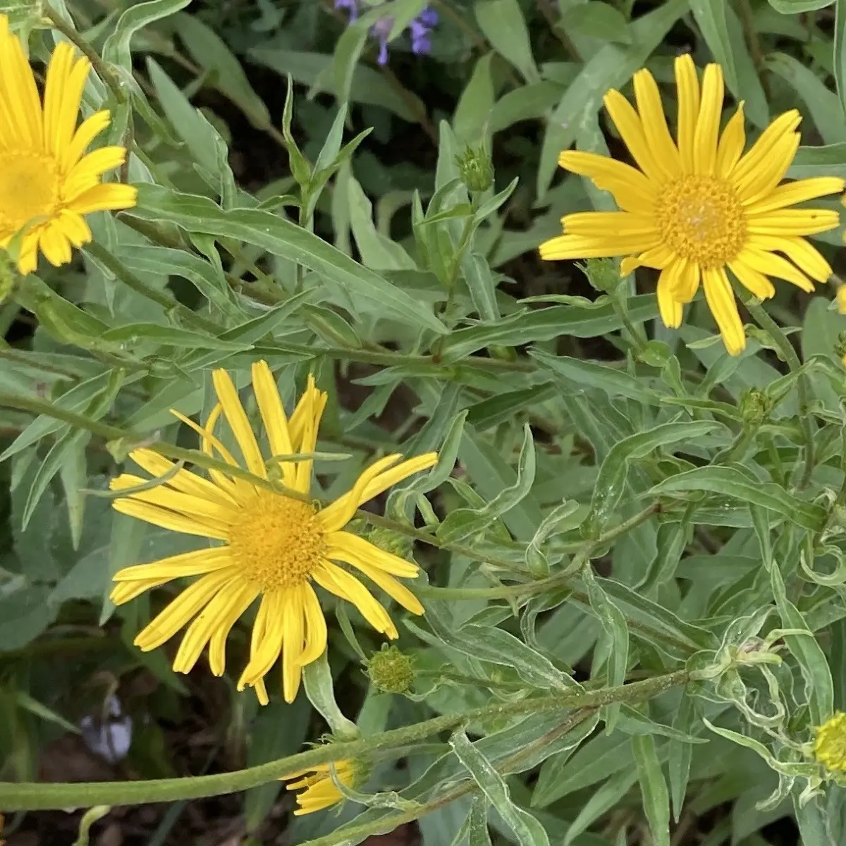 Buphthalmum salicifolia (Koeienoog), geel bloeiend