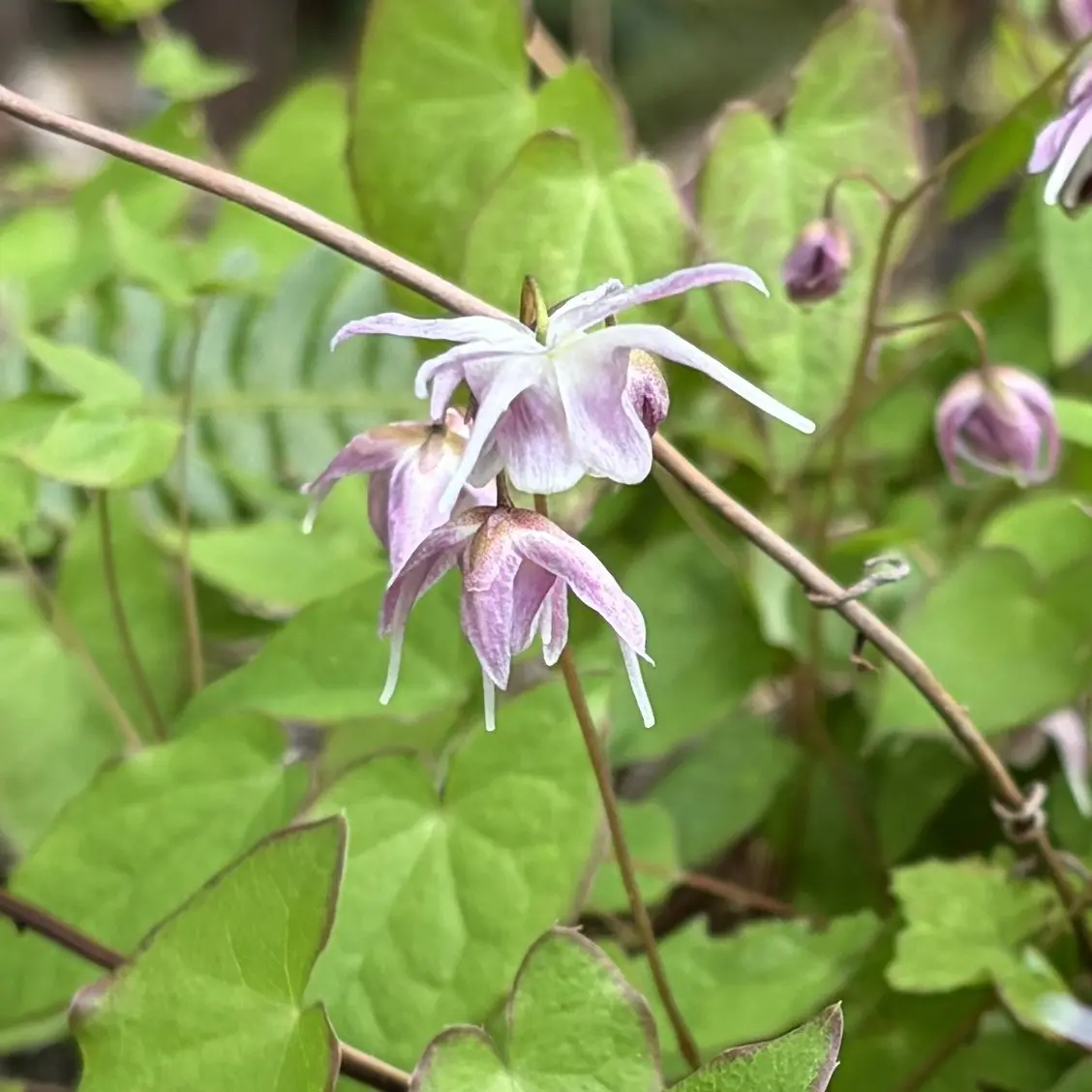 Epimedium grandiflorum ‘Lilafee’ (Elfenbloem), paars bloeiend