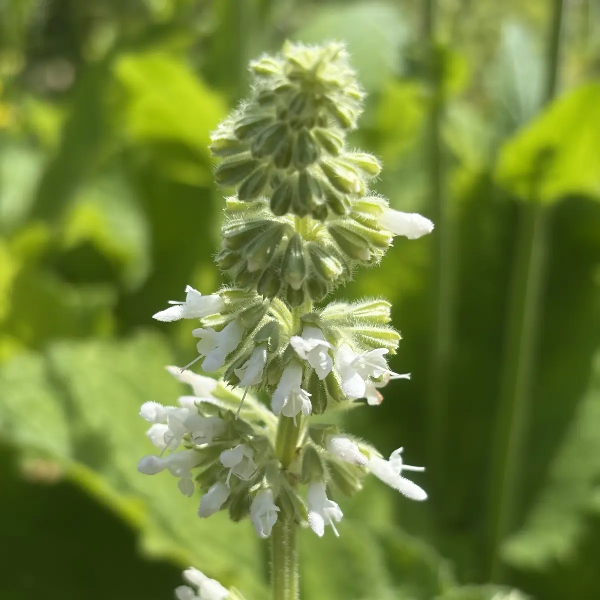 Salvia verticillata ‘Alba’ (Salie), wit bloeiend
