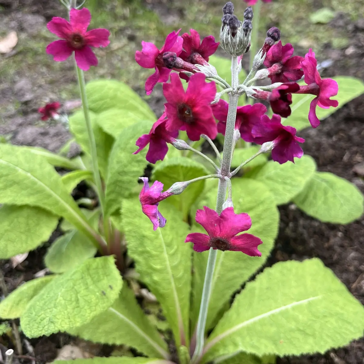 Primula pulverulenta (Sleutelbloem), karmijnrood bloeiend