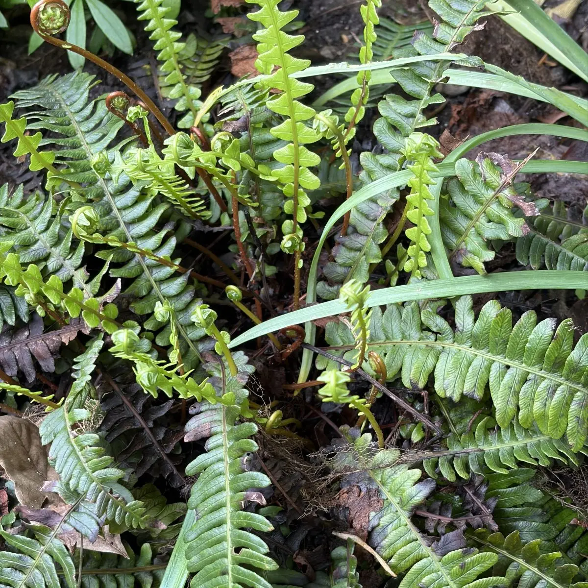 Blechnum spicant (Dubbelloof), geen bloeiend