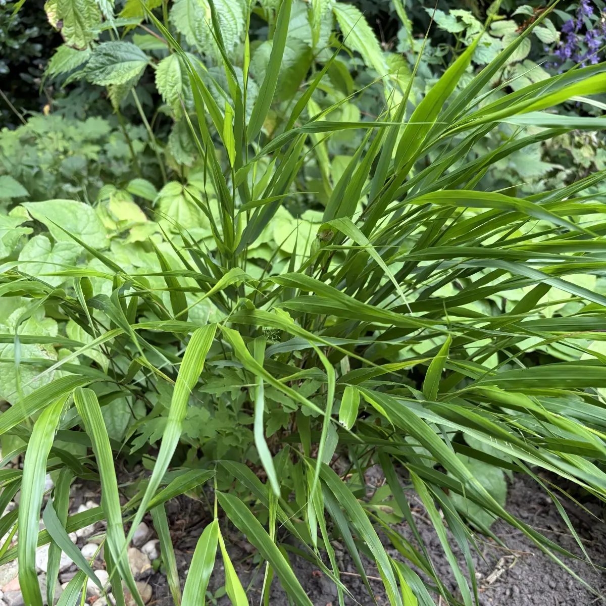 Hakonechloa macra (Siergras), wit bloeiend