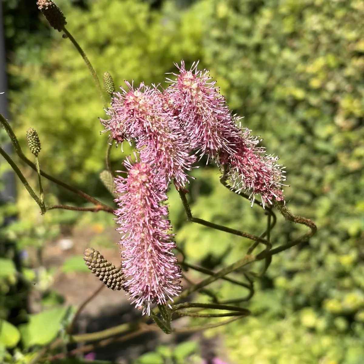 Sanguisorba ‘Blackthorn’ (Pimpernel), donkerroze bloeiend