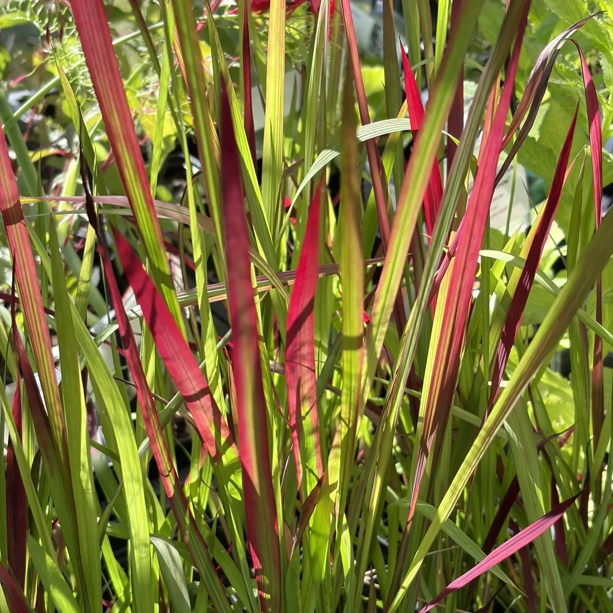 Imperata cylindrica ‘Red Baron’ (Japans bloedgras), geen bloeiend