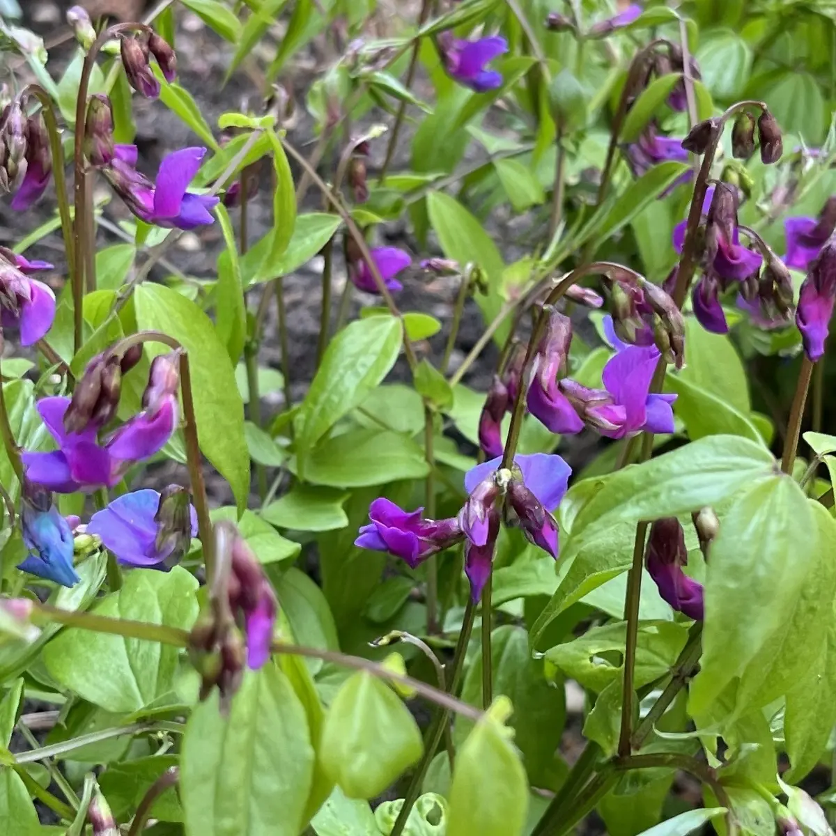 Lathyrus vernus (Siererwt), paars bloeiend