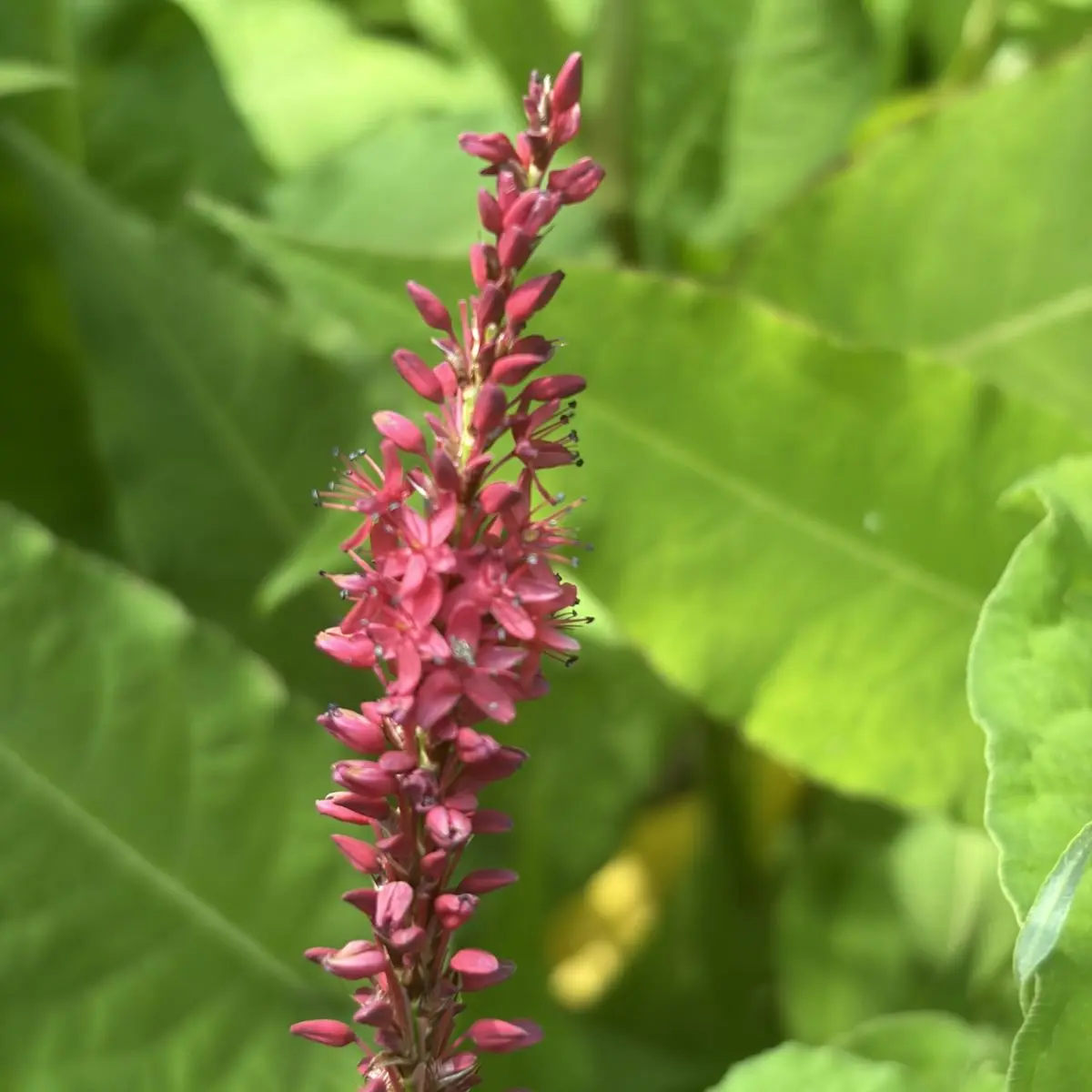 Persicaria amplexicaulis ‘Blackfield’ (Duizendknoop), donkerrood bloeiend