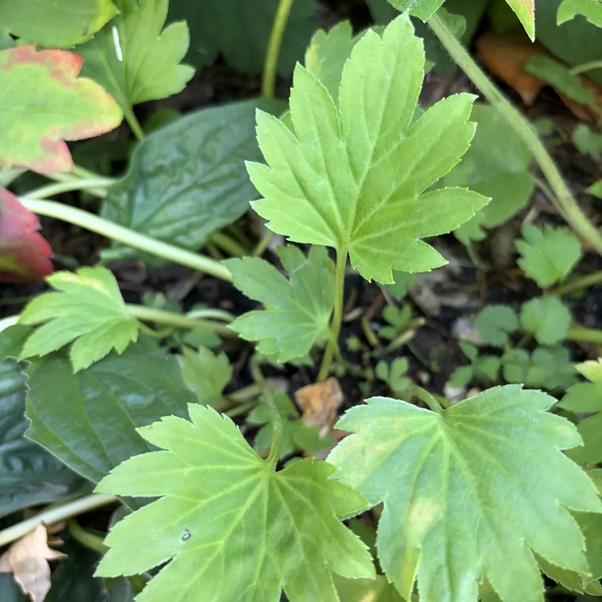 Mukdenia rossii ‘Karasuba’ (Mukdenia), wit bloeiend