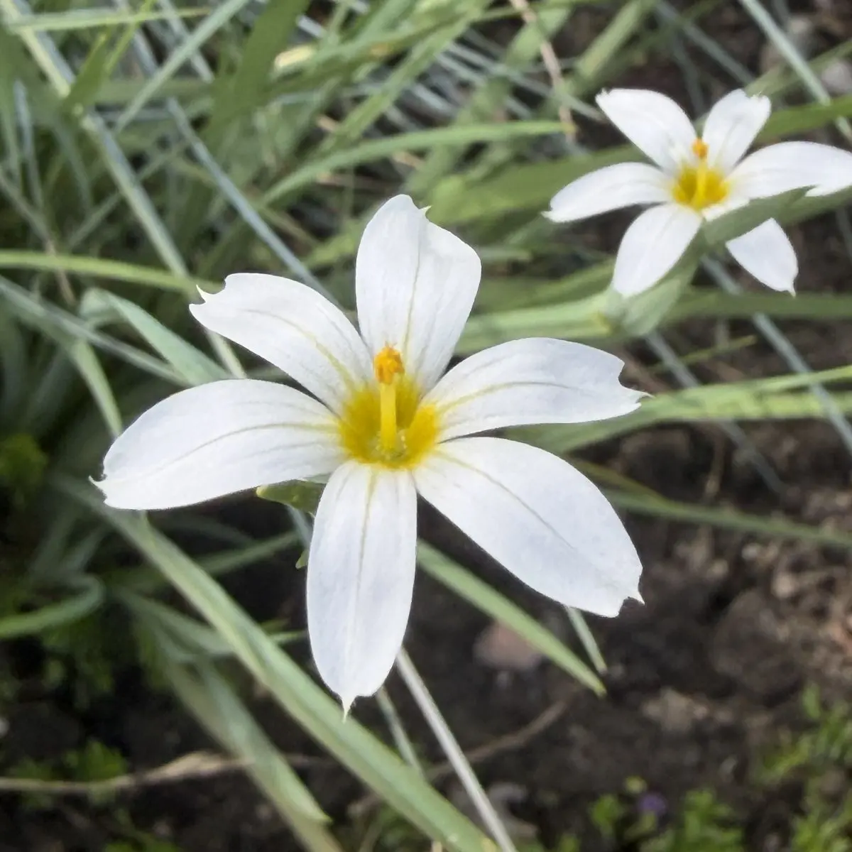 Sisyrinchium ‘Pole Star’ (Bieslelie), wit bloeiend