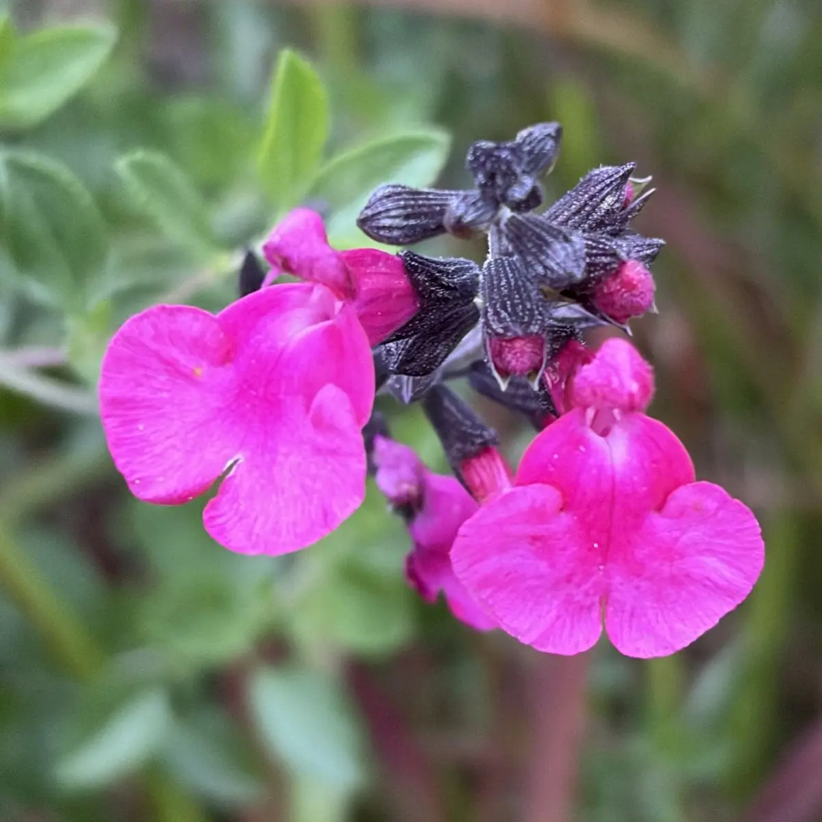 Salvia microphylla ‘Cerro Potosi’ (Salie), magentaroze bloeiend