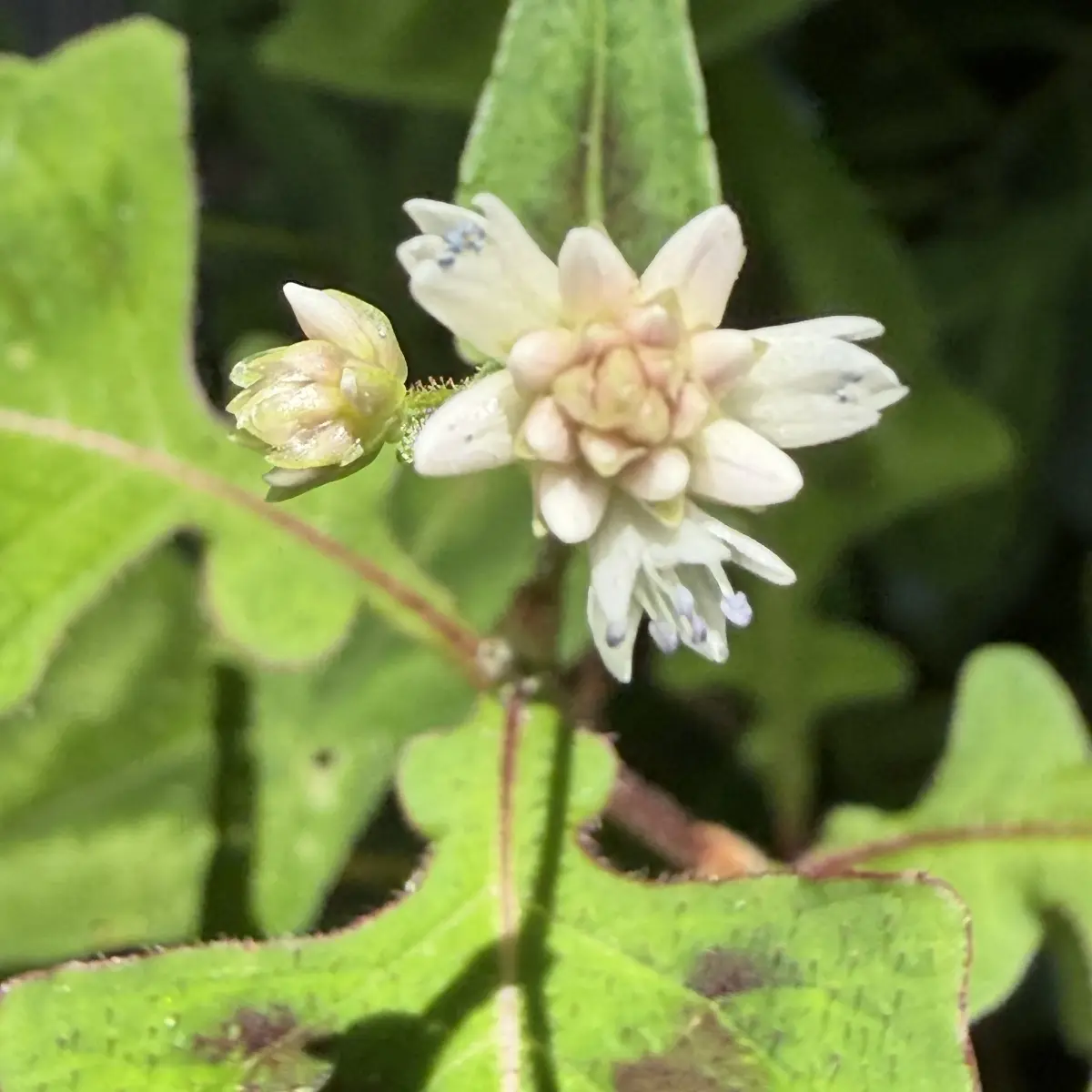 Persicaria microcephala ‘Purple Fantasy’ (Duizendknoop), wit bloeiend