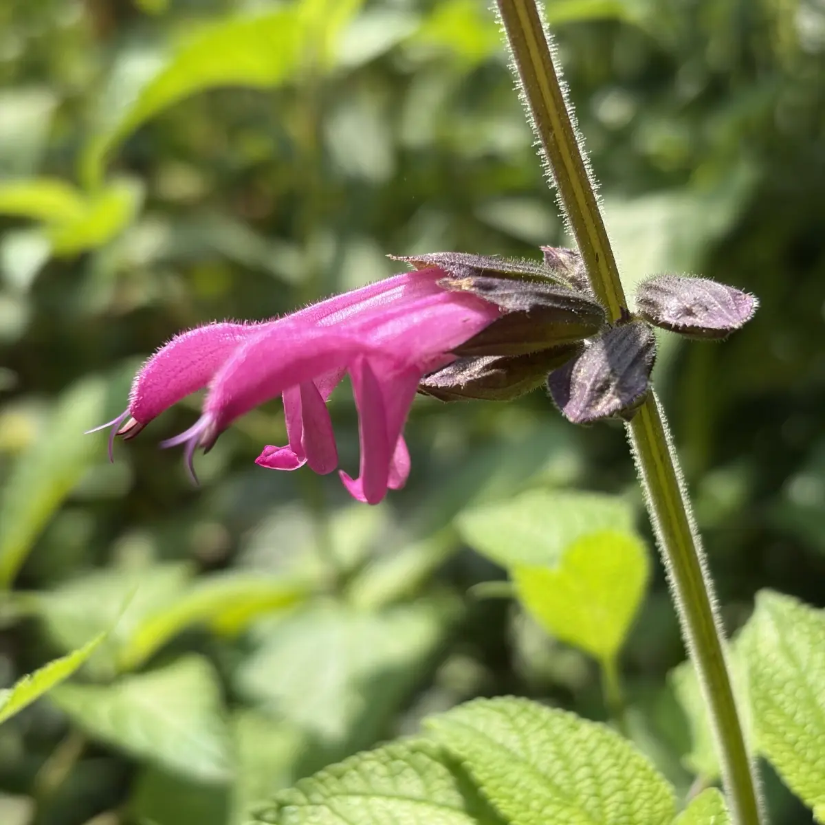 Salvia guaranitica ‘Pink Amistad’ (Salie), roze bloeiend