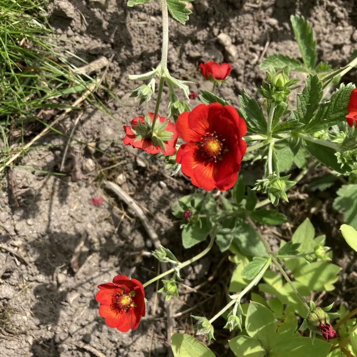 Geum chiloense ‘Mrs. Bradshaw’ (Nagelkruid), rood bloeiend