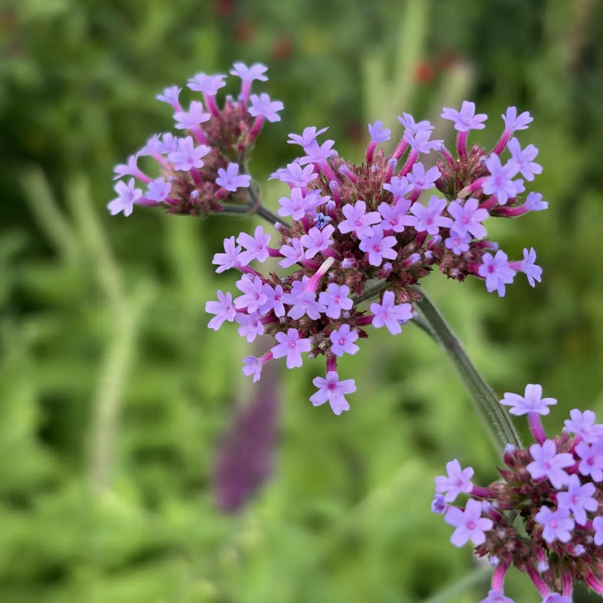 Verbena bonariense (IJzerhard), paars bloeiend