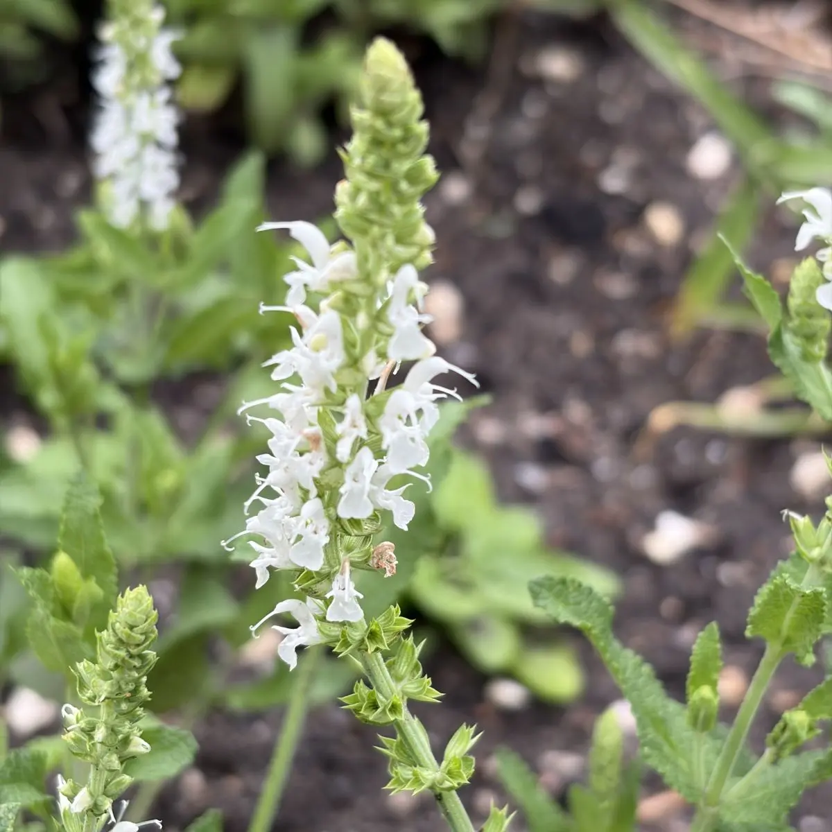 Salvia nemorosa ‘Alba’ (Salie), wit bloeiend