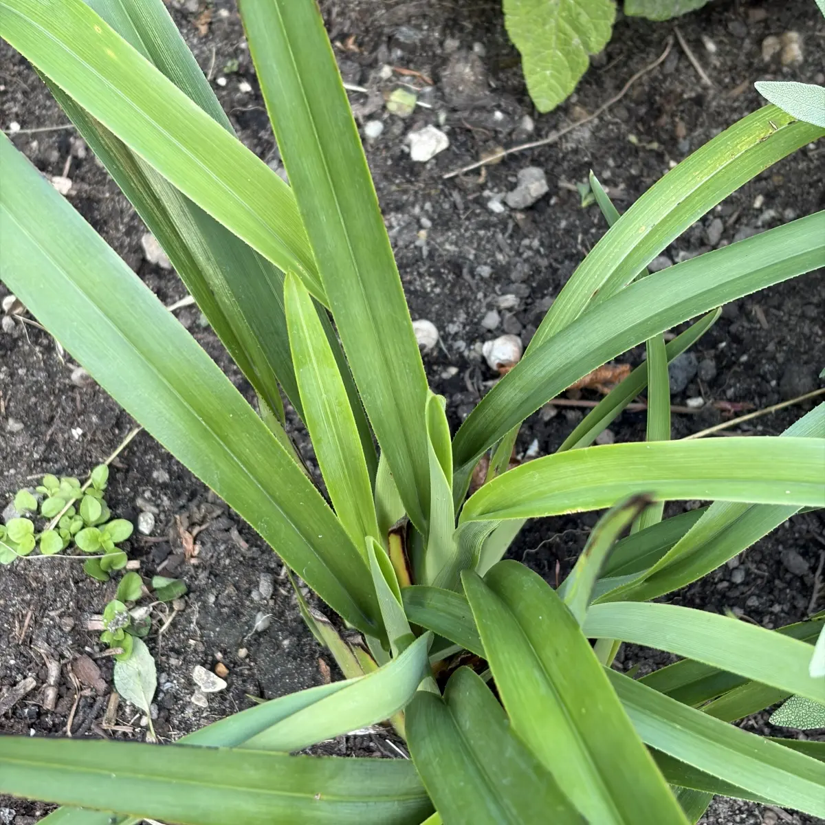 Dianella tasmanica (Tasmaanse vlaslelie), blauw bloeiend