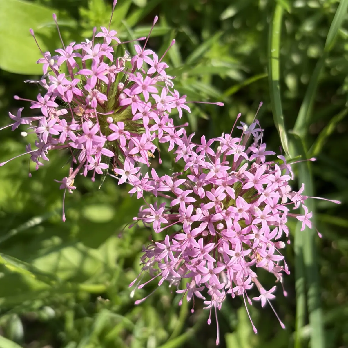 Phuopsis stylosa (Perzische kruisjesplant), roze bloeiend
