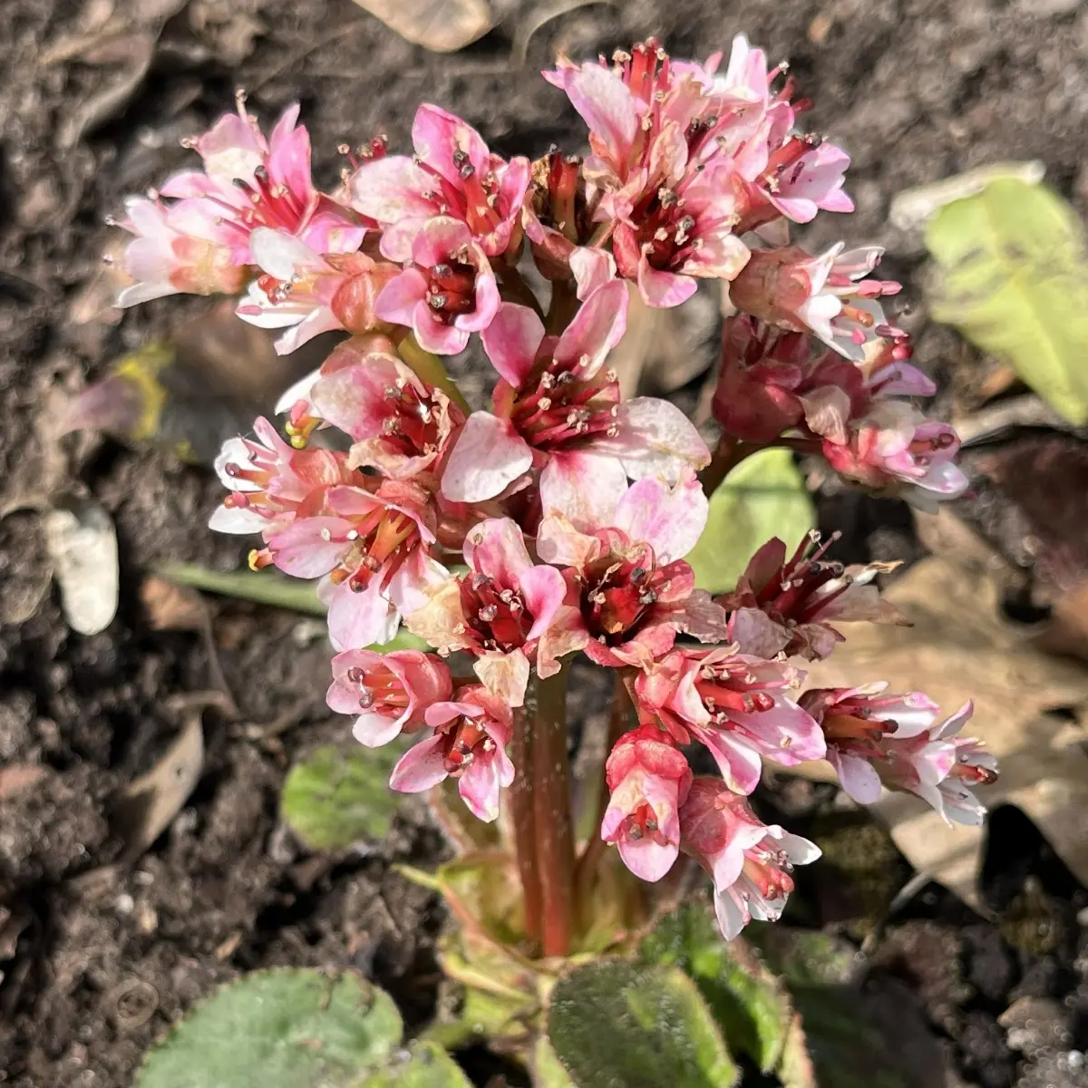 Bergenia ciliata ‘Dumbo’ (Schoenlappersplant), wit en roze bloeiend