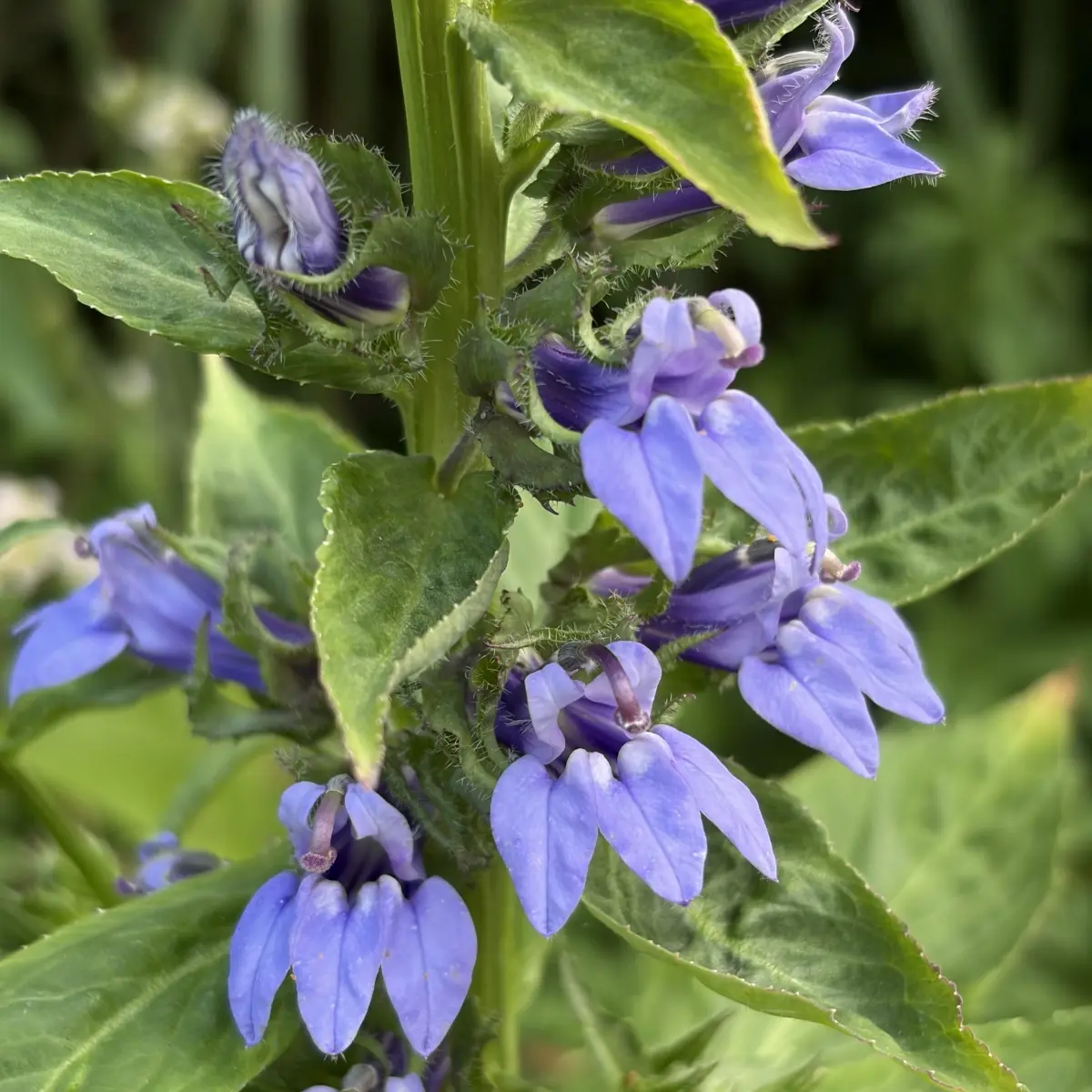 Lobelia siphilitica (Vaste lobelia), blauw bloeiend