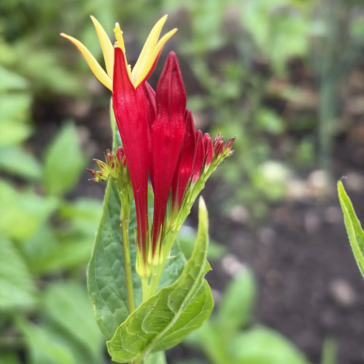 Spigelia marilandica (Vuurgentiaan), karmijnrood en geel bloeiend