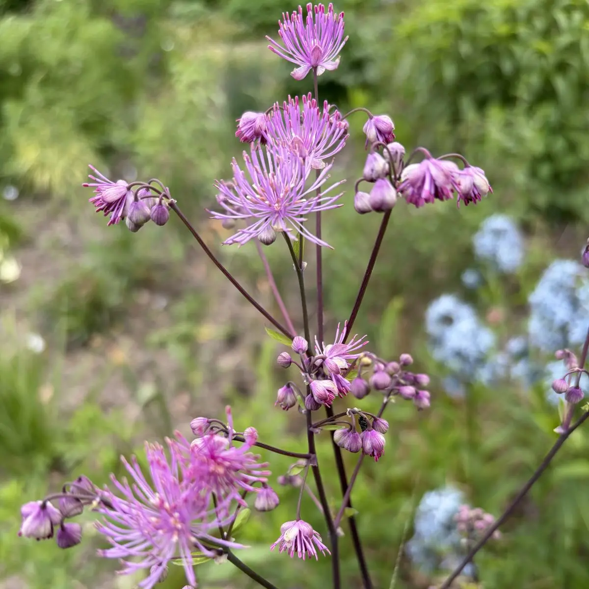 Thalictrum aquilegifolium ‘Black Stockings’ (Ruit), rozerood bloeiend