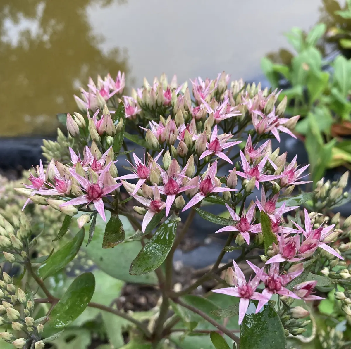 Sedum ‘Cloud Walker’ (Vetkruid - Hemelsleutel), paarsroze bloeiend