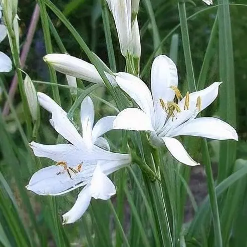 Paradisea lusitanica (Sint brunolelie), wit bloeiend