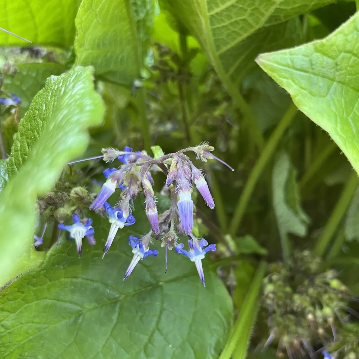 Trachystemon orientalis (Oosterse bernagie), hemelsblauw bloeiend