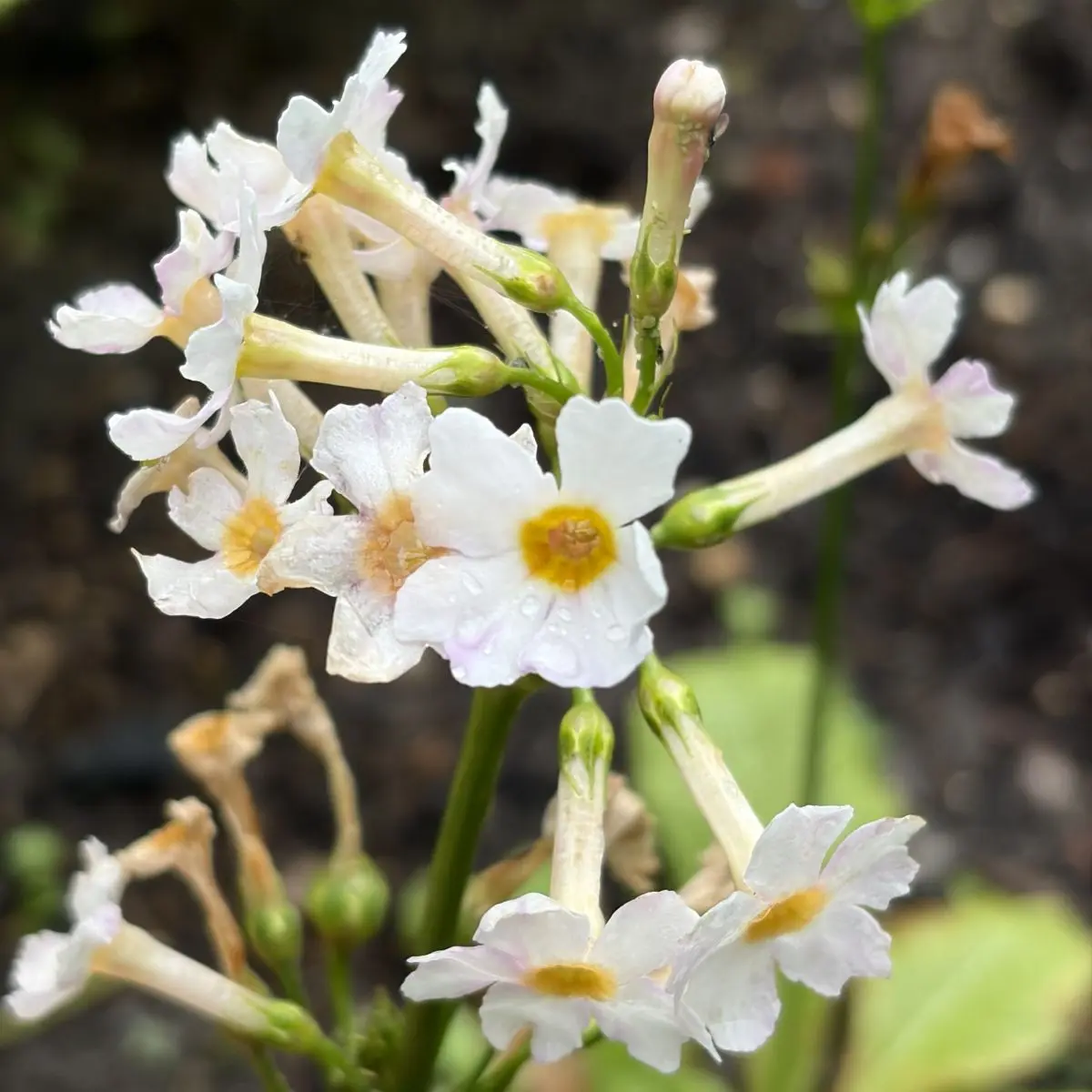 Primula japonica ‘Fuji White’ (Sleutelbloem), wit bloeiend