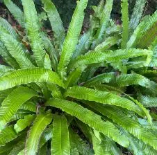 Asplenium scolopendrium (Tongvaren), geen bloeiend