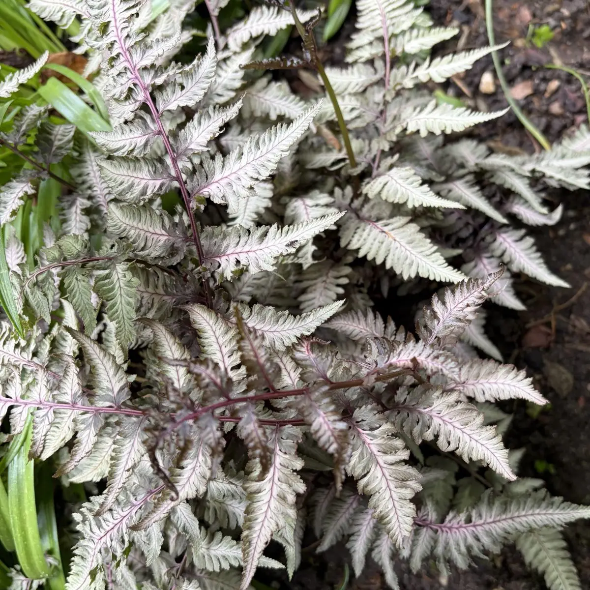 Athyrium niponicum ‘Pewter Lace’ (Wijfjesvaren), geen bloeiend