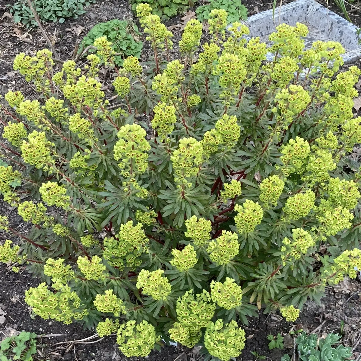 Euphorbia martinii (Wolfsmelk), geel bloeiend